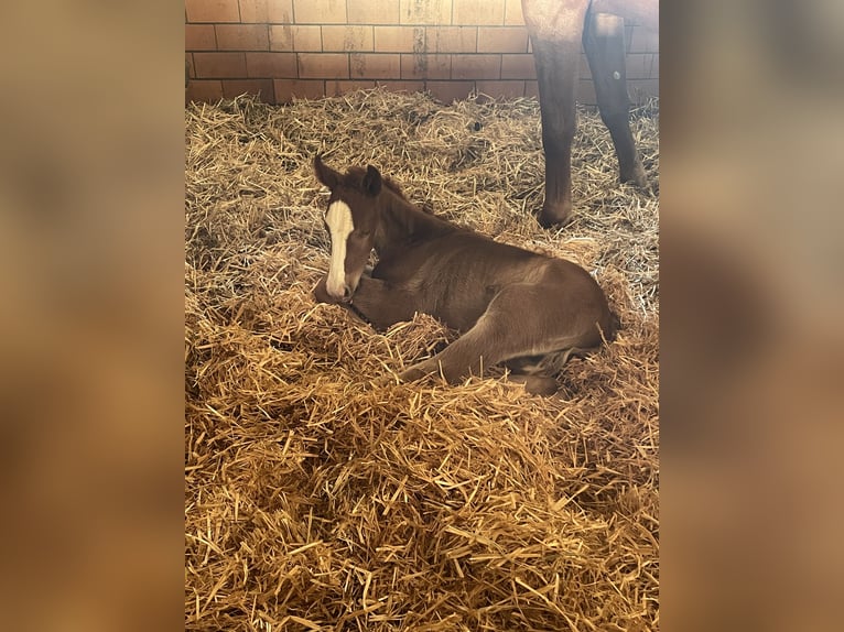 German Sport Horse Stallion Foal (03/2025) 16,2 hh Chestnut-Red in Bad Griesbach im Rottal