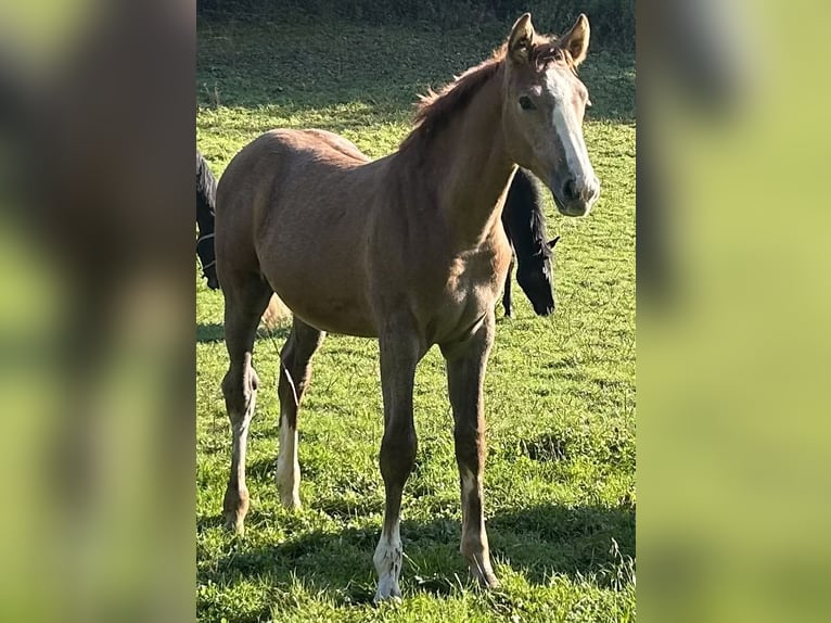 German Sport Horse Stallion Foal (05/2025) 16,2 hh Grey in Lahr/Schwarzwald