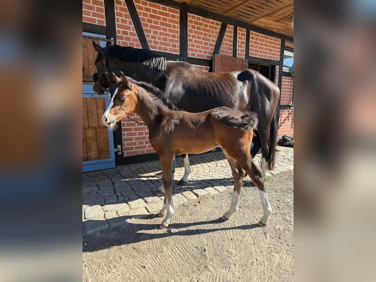 German Sport Horse Stallion Foal (07/2025) 16,2 hh Smoky-Black in Neuseußlitz German Sport Horse Stallion Foal (07/2025) 16,2 hh Smoky-Black in Neuseußlitz