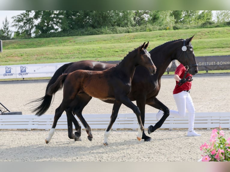 German Sport Horse Stallion 16,2 hh Smoky-Black in Mixdorf German Sport Horse Stallion 16,2 hh Smoky-Black in Mixdorf