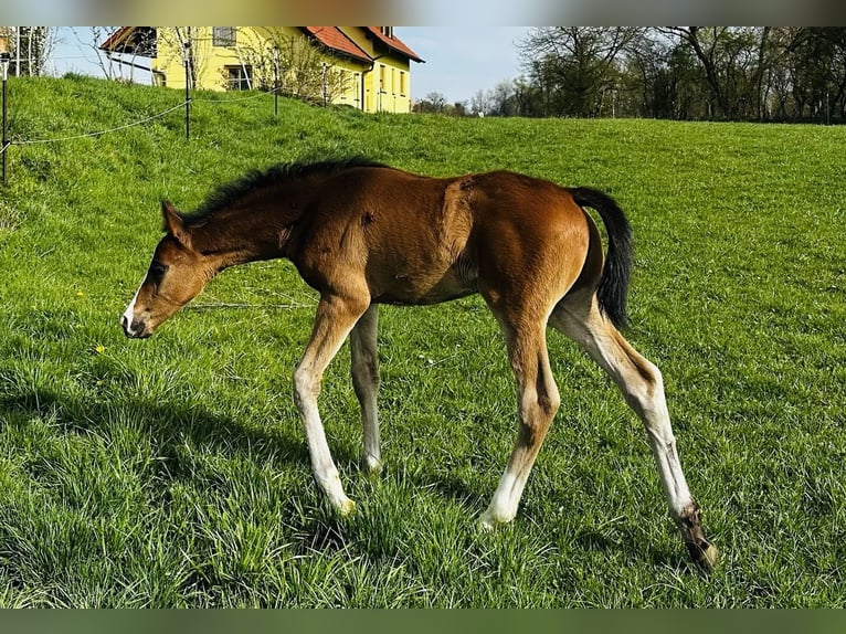 German Sport Horse Stallion Foal (02/2026) 16,3 hh Bay-Dark in Weichering