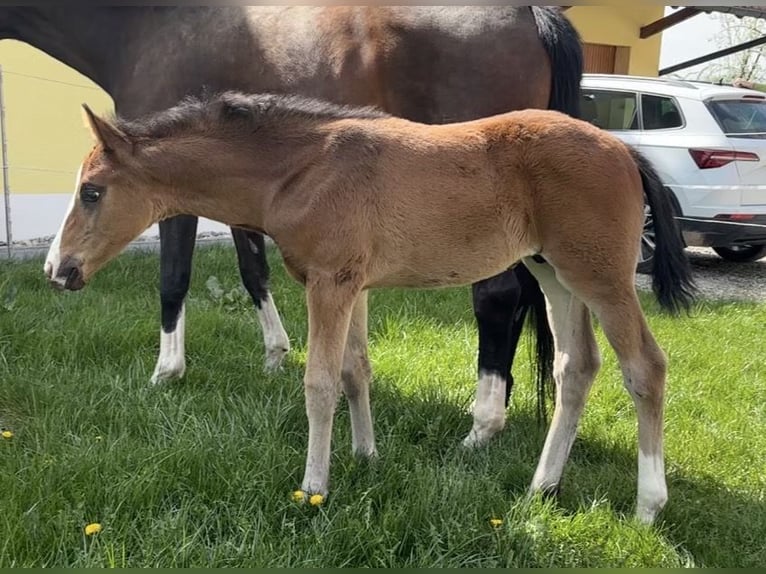 German Sport Horse Stallion Foal (02/2026) 16,3 hh Bay-Dark in Weichering