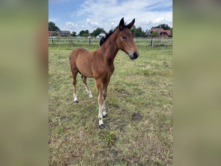 German Sport Horse Stallion Foal (05/2025) 16,3 hh Brown in Salzkotten