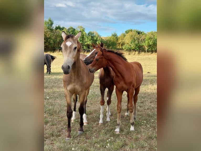 German Sport Horse Stallion Foal (04/2025) 16,3 hh Brown in Querfurt