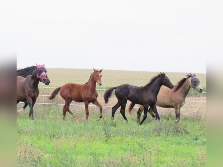 German Sport Horse Stallion Foal (04/2025) 16,3 hh Brown in Querfurt