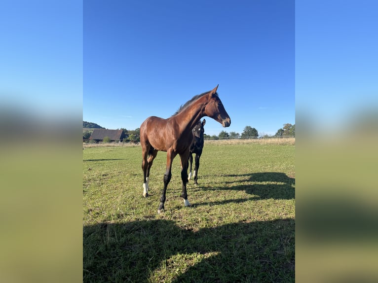 German Sport Horse Stallion Foal (01/2025) 16,3 hh Brown in Oberthulba