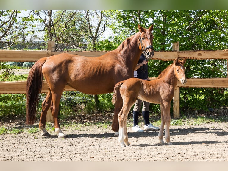 German Sport Horse Stallion  16,3 hh Chestnut-Red in Nordwestuckermark