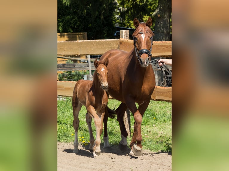 German Sport Horse Stallion  16,3 hh Chestnut-Red in Nordwestuckermark