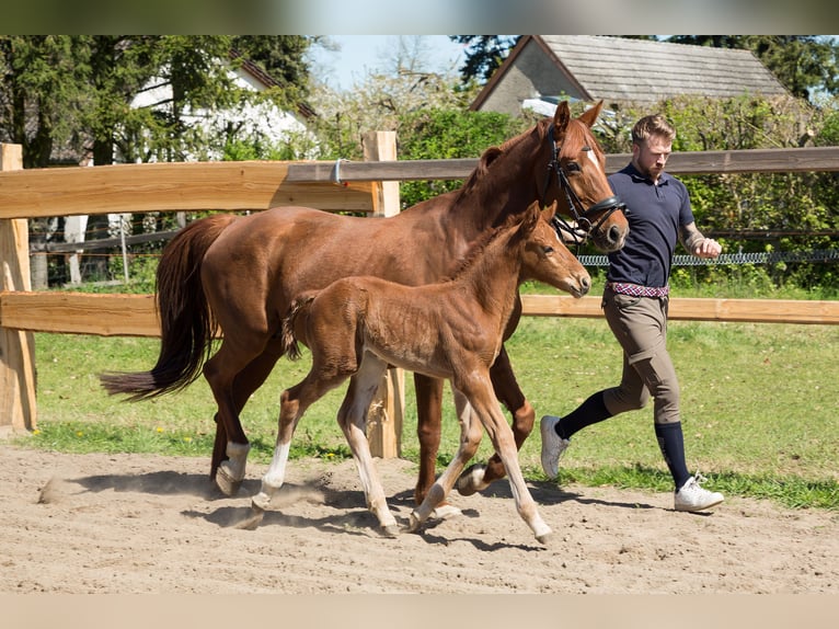 German Sport Horse Stallion  16,3 hh Chestnut-Red in Nordwestuckermark