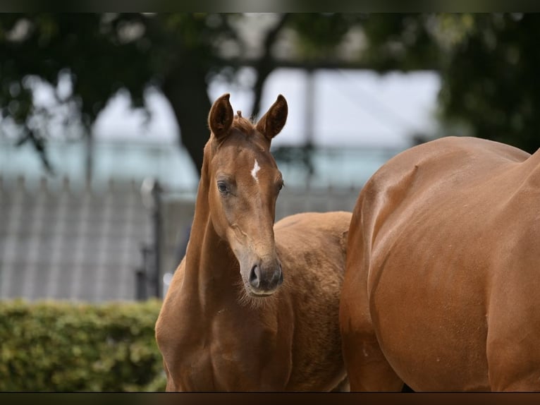 German Sport Horse Stallion Foal (04/2025) 16,3 hh Chestnut-Red in Nordwestuckermark