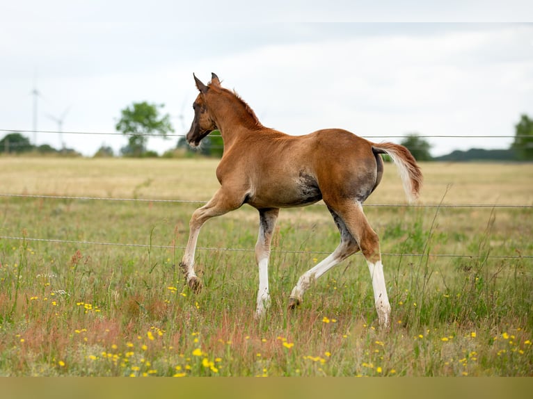 German Sport Horse Stallion  16,3 hh Chestnut-Red in Pritzwalk