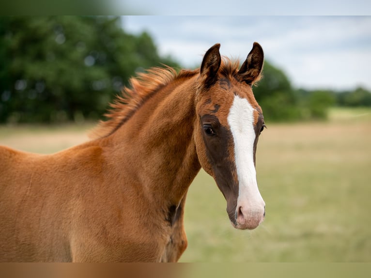 German Sport Horse Stallion  16,3 hh Chestnut-Red in Pritzwalk