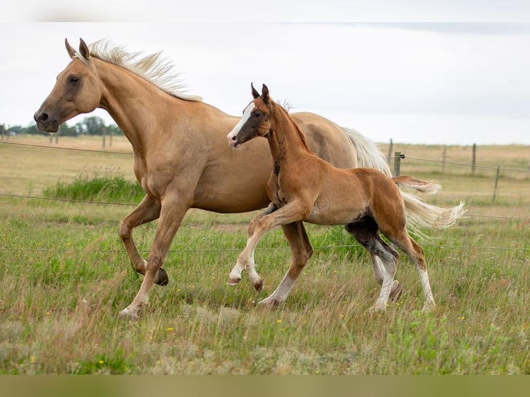 German Sport Horse Stallion  16,3 hh Chestnut-Red in Pritzwalk