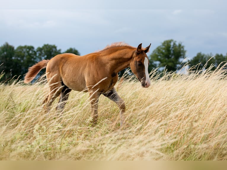 German Sport Horse Stallion  16,3 hh Chestnut-Red in Pritzwalk