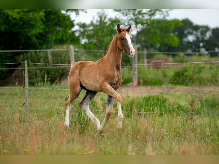 German Sport Horse Stallion  16,3 hh Chestnut-Red in Pritzwalk