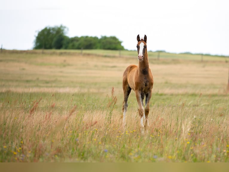 German Sport Horse Stallion  16,3 hh Chestnut-Red in Pritzwalk