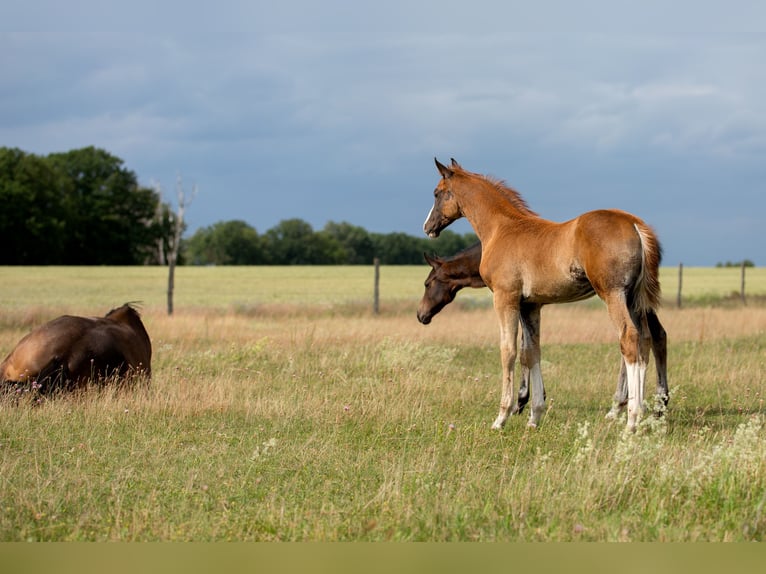German Sport Horse Stallion  16,3 hh Chestnut-Red in Pritzwalk