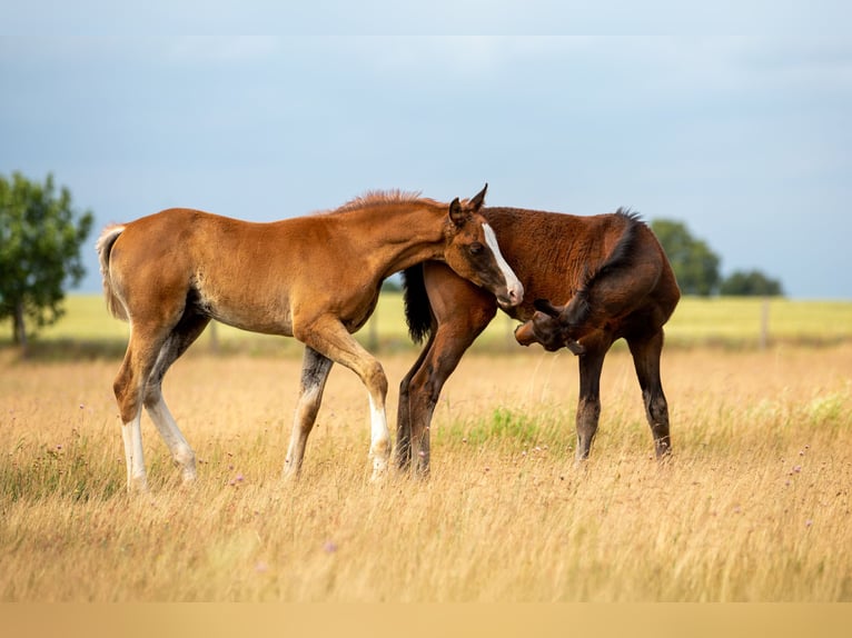 German Sport Horse Stallion  16,3 hh Chestnut-Red in Pritzwalk