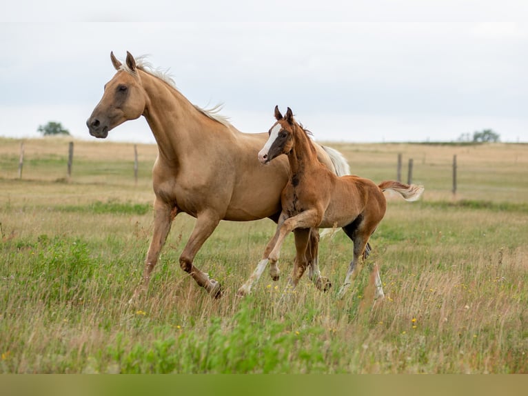German Sport Horse Stallion  16,3 hh Chestnut-Red in Pritzwalk