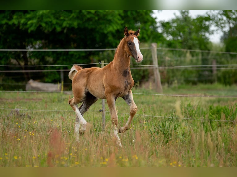 German Sport Horse Stallion  16,3 hh Chestnut-Red in Pritzwalk