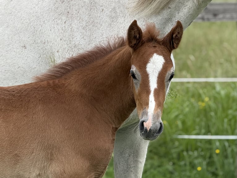 German Sport Horse Stallion Foal (04/2025) 16,3 hh Grey-Red-Tan in Beelitz