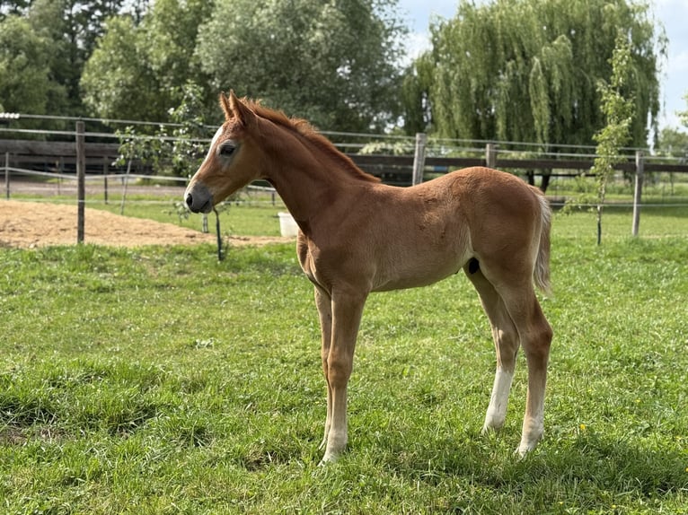 German Sport Horse Stallion Foal (04/2025) 16,3 hh Grey-Red-Tan in Beelitz