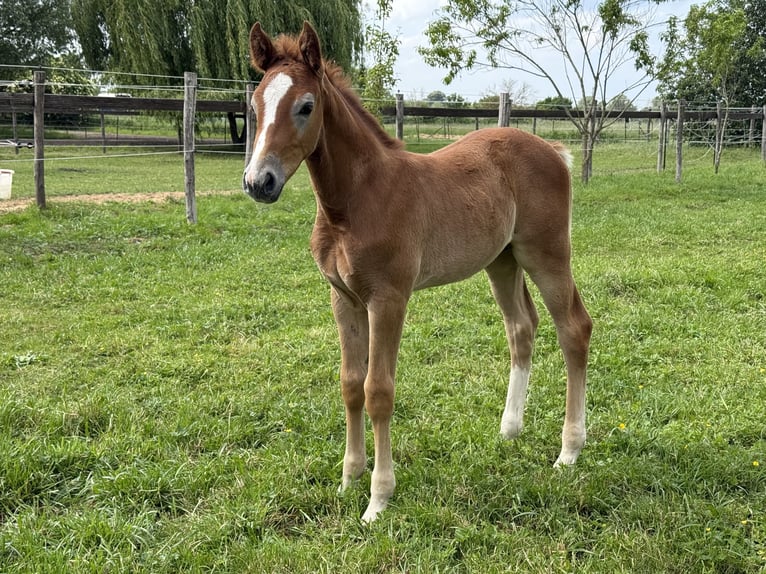 German Sport Horse Stallion Foal (04/2025) 16,3 hh Grey-Red-Tan in Beelitz