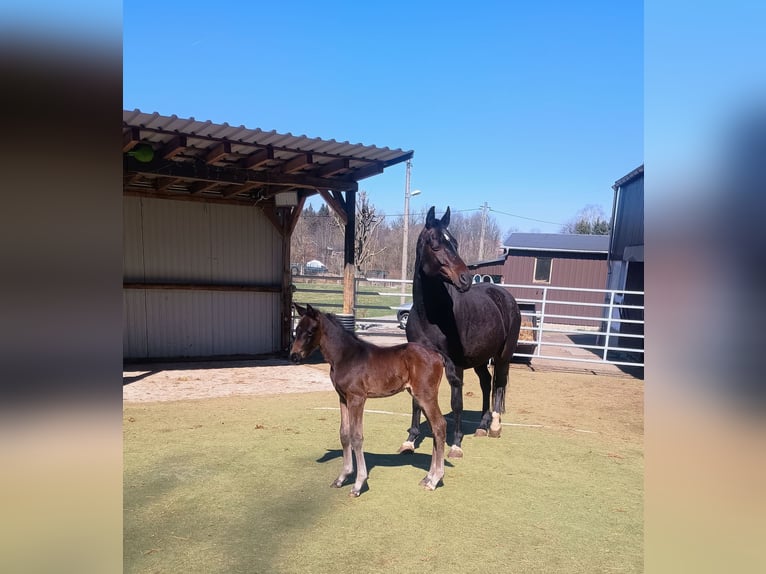 German Sport Horse Stallion Foal (03/2025) 17 hh Bay-Dark in Frauenstein