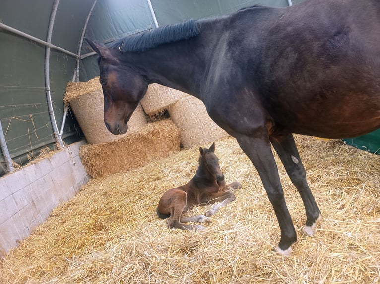 German Sport Horse Stallion Foal (03/2025) 17 hh Bay-Dark in Frauenstein