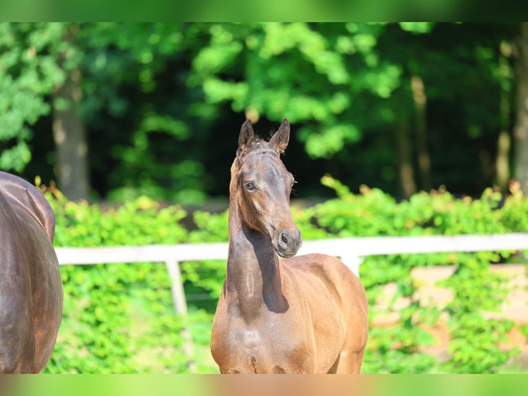 German Sport Horse Stallion Foal (03/2025) 17 hh Bay-Dark in Frauenstein