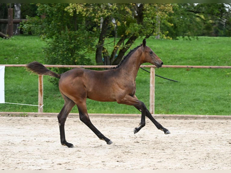 German Sport Horse Stallion Foal (04/2023) 17 hh Bay-Dark in Manching
