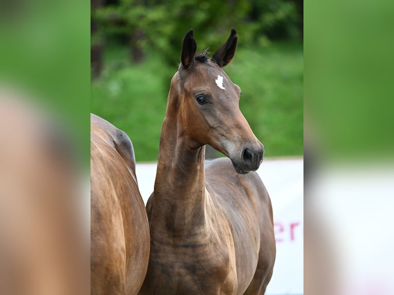German Sport Horse Stallion Foal (04/2023) 17 hh Bay-Dark in Manching