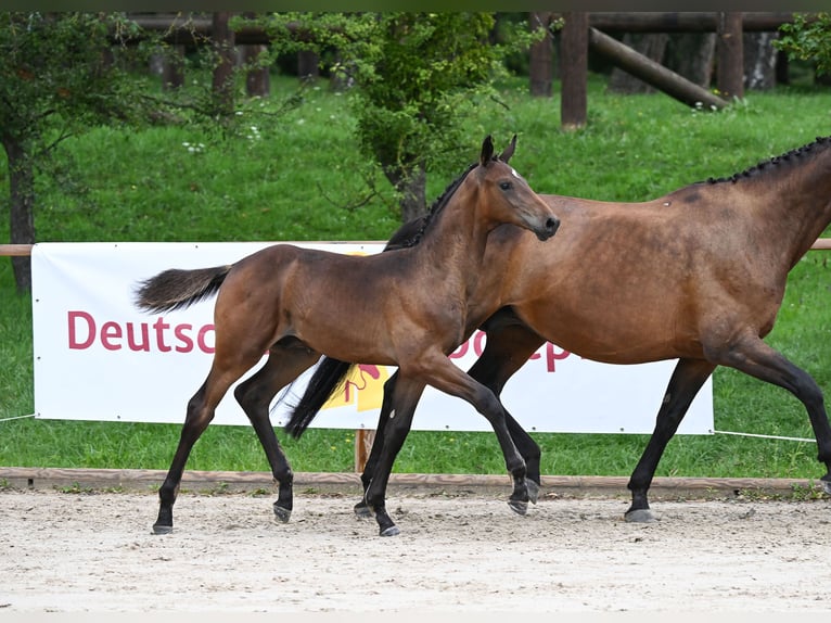 German Sport Horse Stallion Foal (04/2023) 17 hh Bay-Dark in Manching