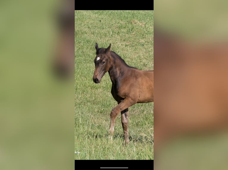 German Sport Horse Stallion  17 hh Bay-Dark in Brigachtal