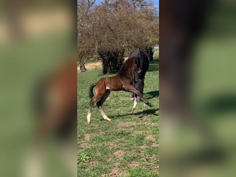 German Sport Horse Stallion  17 hh Bay-Dark in Brigachtal