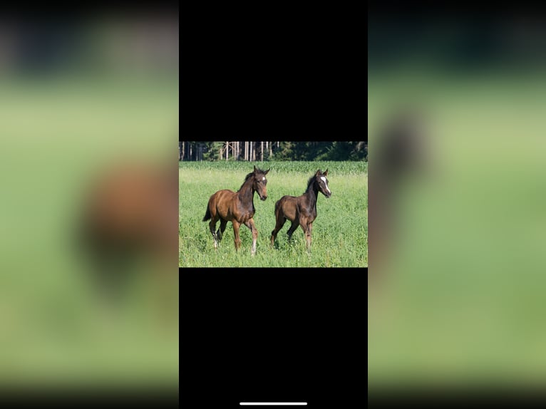 German Sport Horse Stallion  17 hh Bay-Dark in Brigachtal