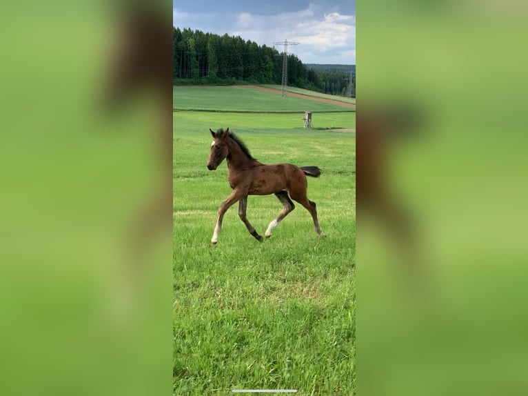 German Sport Horse Stallion  17 hh Bay-Dark in Brigachtal