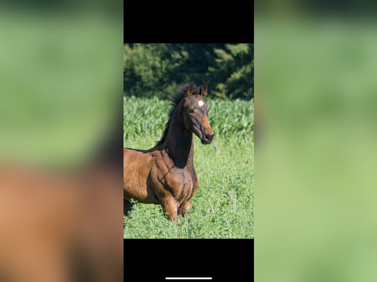 German Sport Horse Stallion  17 hh Bay-Dark in Brigachtal