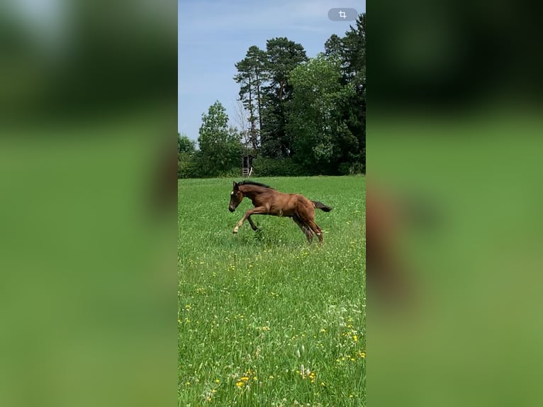 German Sport Horse Stallion  17 hh Bay-Dark in Brigachtal