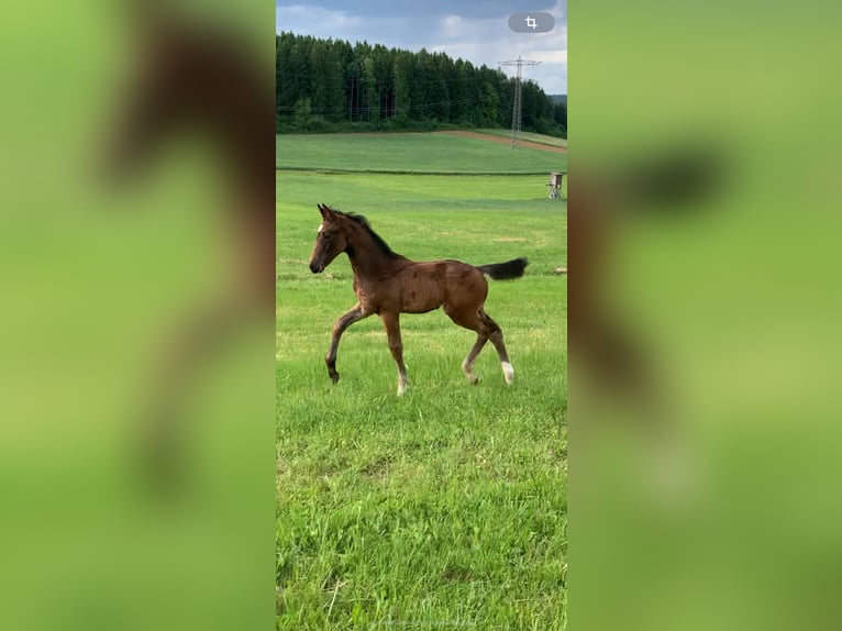 German Sport Horse Stallion  17 hh Bay-Dark in Brigachtal