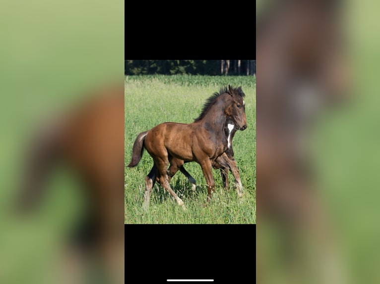 German Sport Horse Stallion  17 hh Bay-Dark in Brigachtal