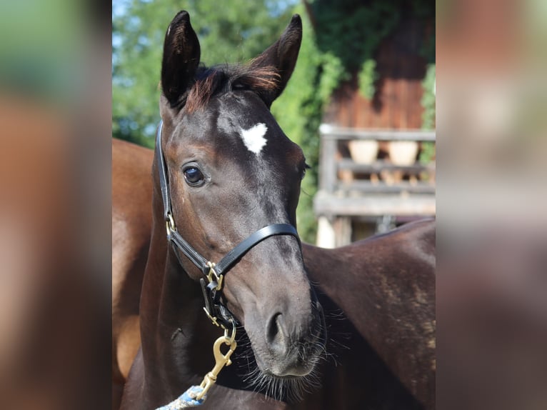 German Sport Horse Stallion Foal (04/2024) 17 hh Black in Stadelhofen