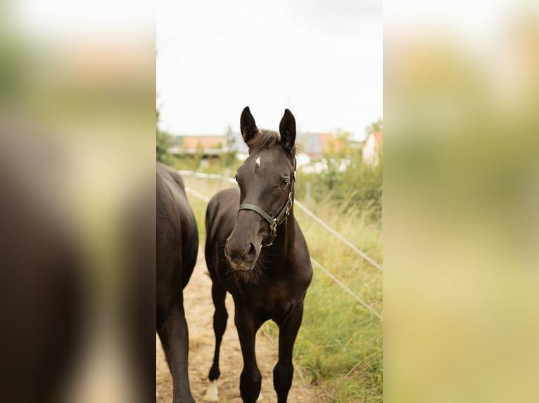 German Sport Horse Stallion Foal (04/2025) 17 hh Black in Sachsen