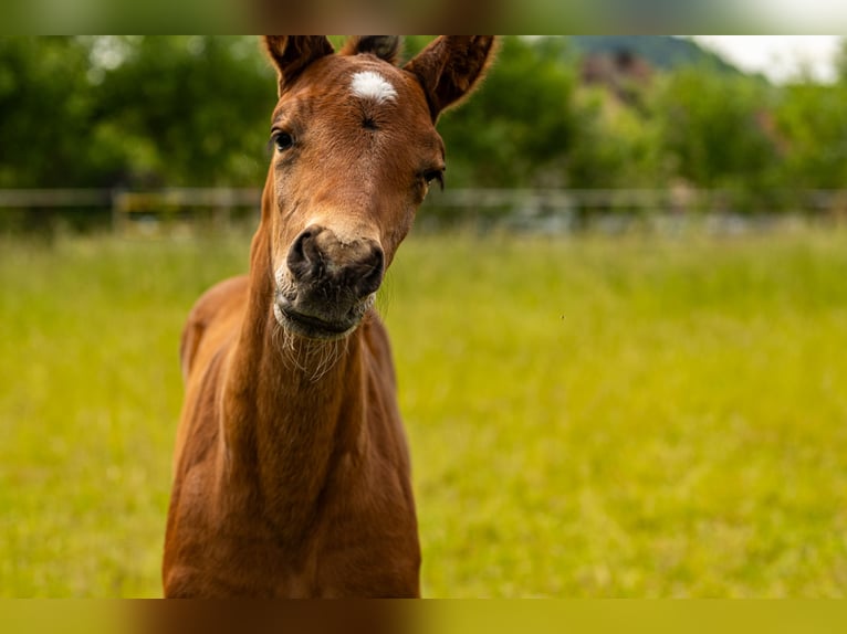 German Sport Horse Stallion  17 hh Brown in Oberthulba