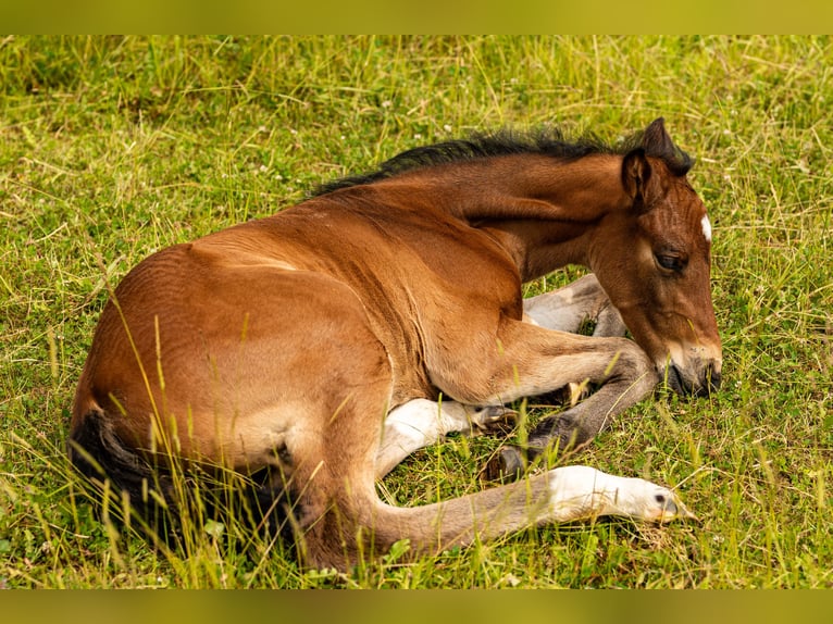 German Sport Horse Stallion  17 hh Brown in Oberthulba