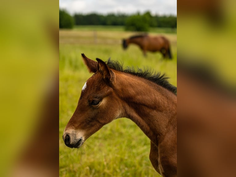 German Sport Horse Stallion  17 hh Brown in Oberthulba