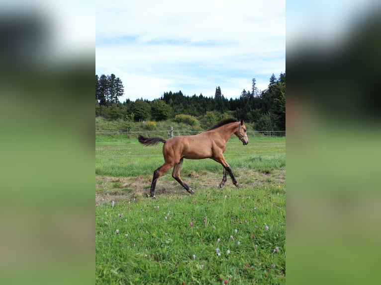 German Sport Horse Stallion Foal (03/2025) 17 hh Buckskin in Stiefenhofen