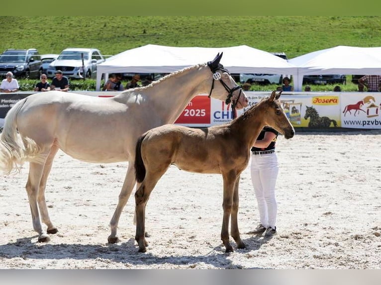 German Sport Horse Stallion Foal (03/2025) 17 hh Buckskin in Stiefenhofen