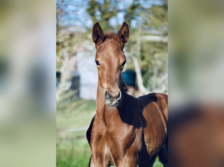 German Sport Horse Stallion Foal (03/2026) 17 hh Chestnut in Ottweiler