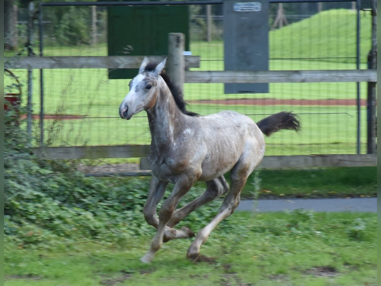 German Sport Horse Stallion Foal (06/2025) 17 hh Grey in Bad Mergentheim